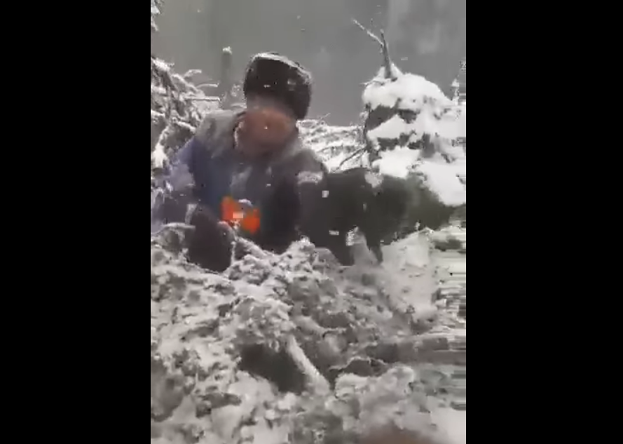 Patru pui de urs scoși din bârlog și aruncați în zăpadă. Ministrul Mediului intervine în cazul ”ursuleților”
