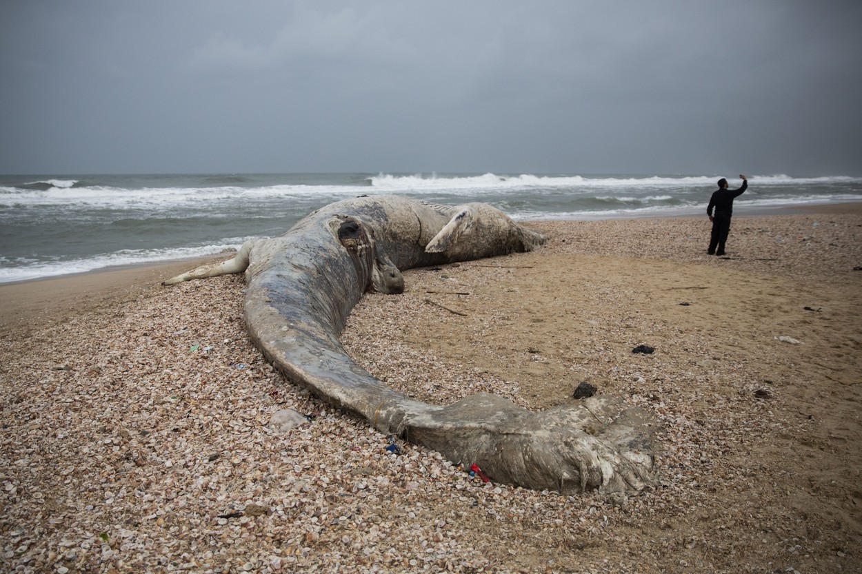 Creatura uriașă descoperită pe o plajă din Israel. GALERIE FOTO - Imaginea 4