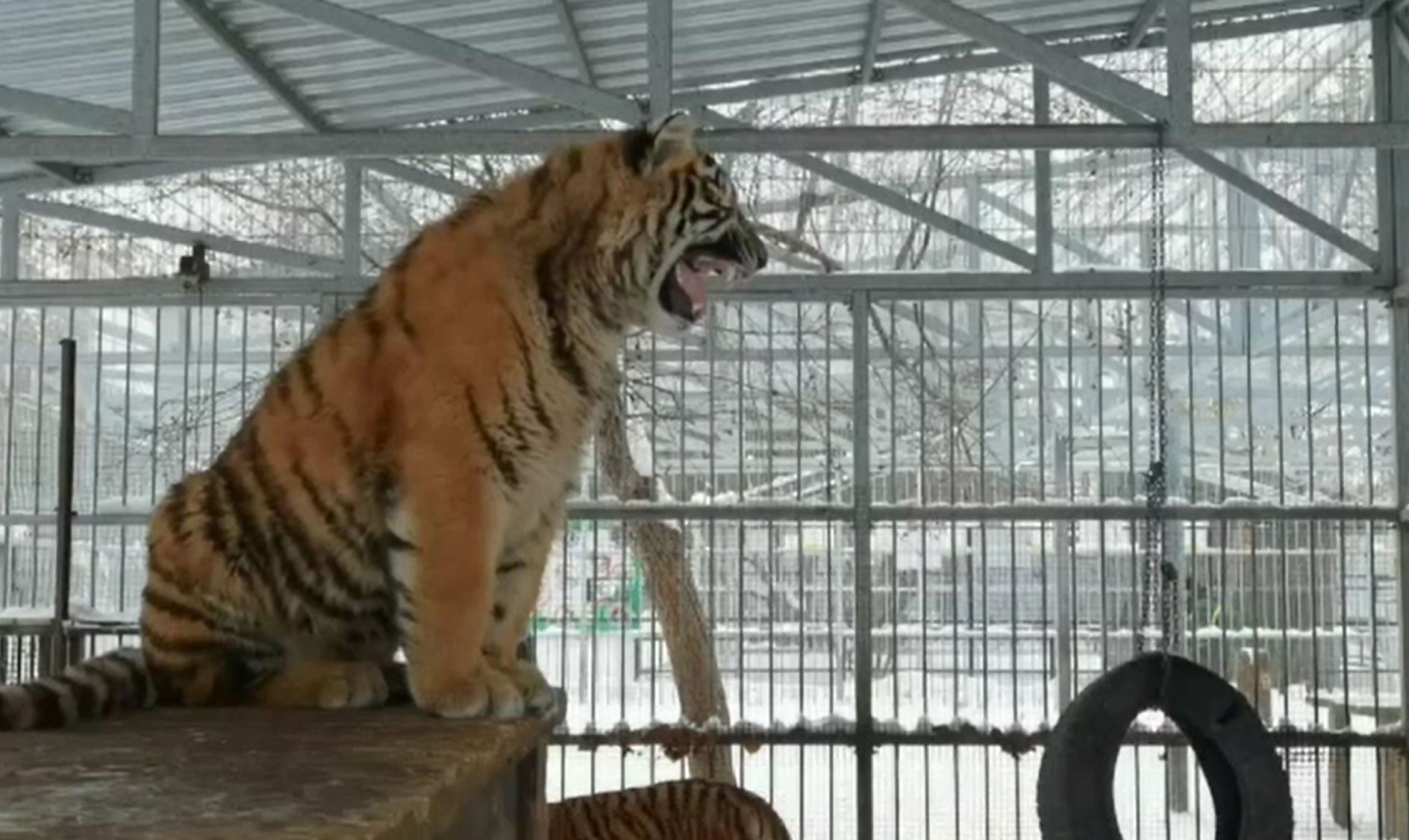 Spectacol oferit de un tigru de la o grădină zoo din Siberia, care a început să cânte