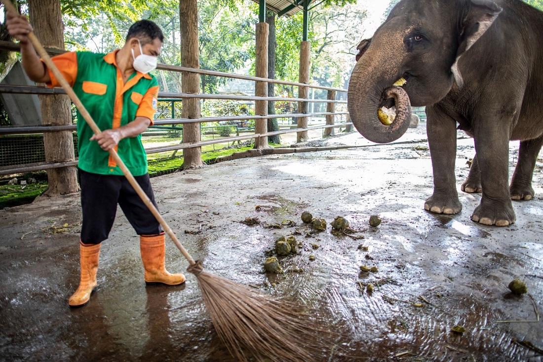 Un elefant a ucis un angajat al unei grădini zoologice cu o singură lovitură de trompă