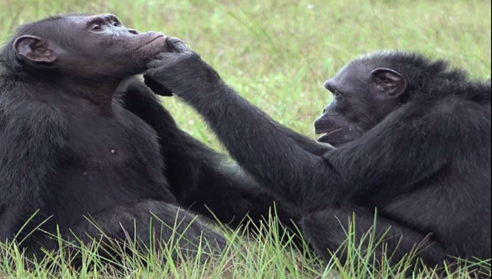 Cimpanzei surprinși când își tratau rănile cu insecte vii. Este o medicație străveche