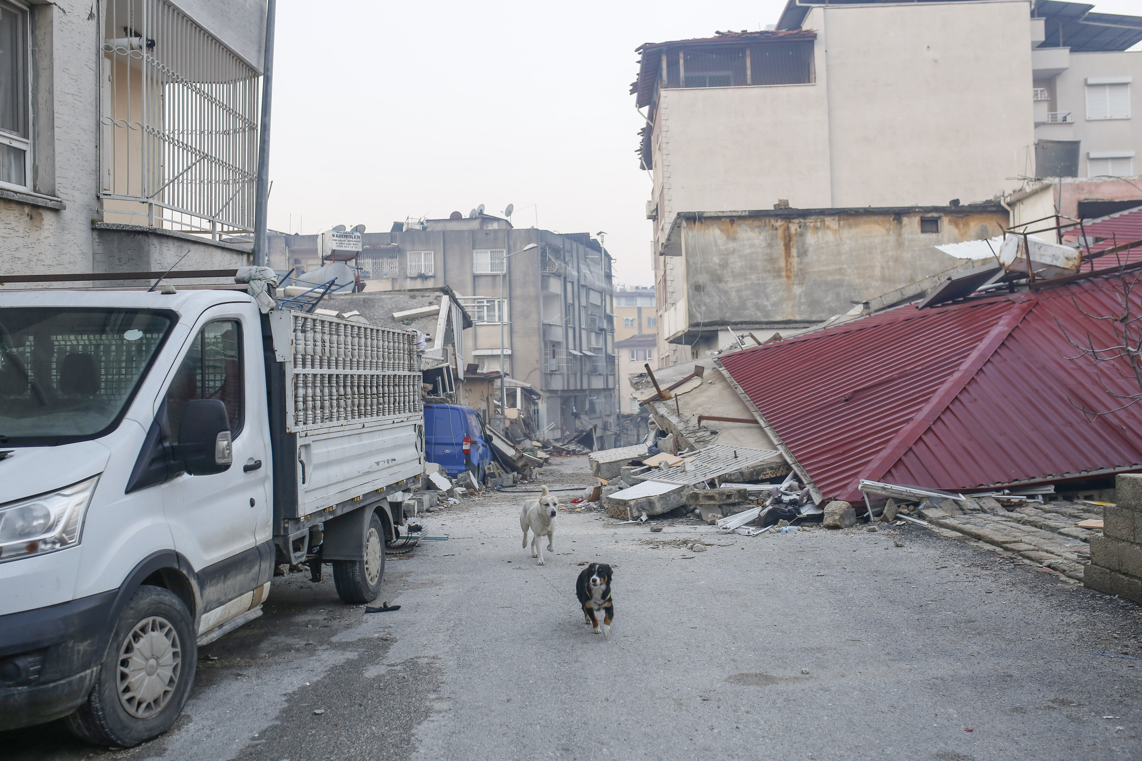 Imagini impresionante cu zeci de animale care au fost scoase de sub dărâmături, în urma cutremurelor devastatoare din Turcia - Imaginea 6