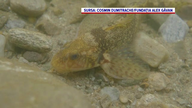 Ultimele exemplare din cel mai rar și vechi pește al Europei, care mai trăiesc doar în Făgăraș, în pericol. Ce s-a întâmplat - Imaginea 2