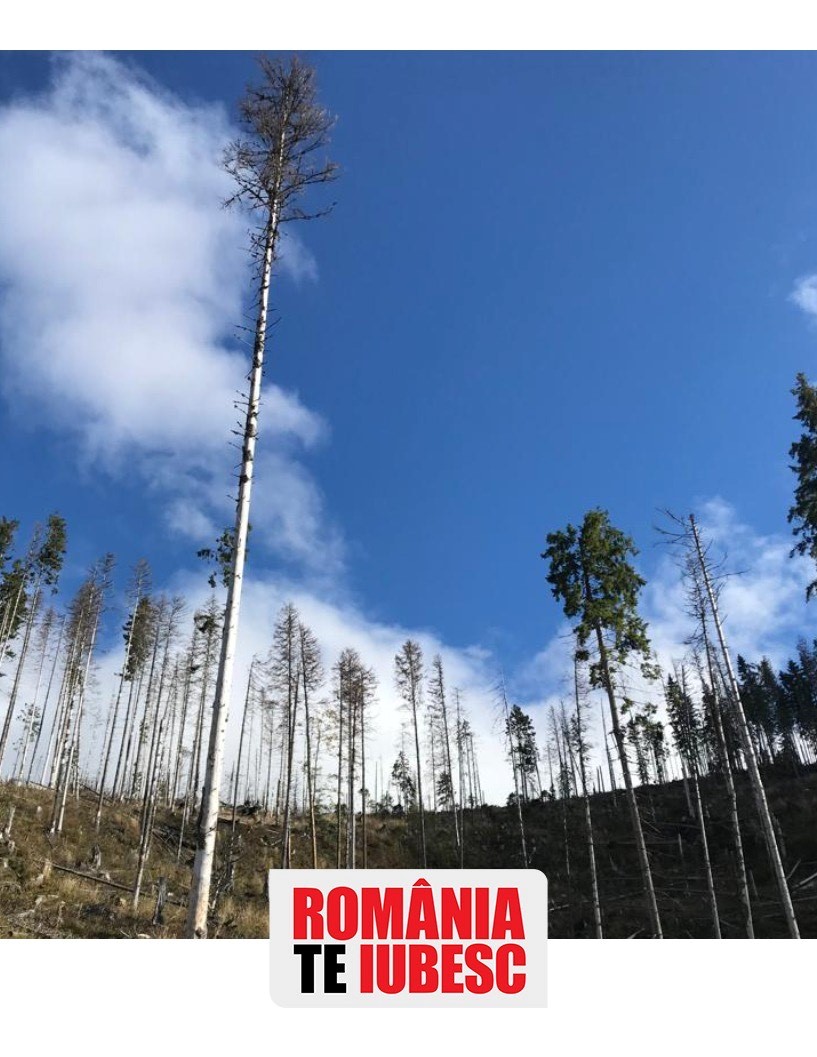 Ne-au măcelărit pădurile și nimeni nu răspunde! Hoție ca în codru, o anchetă semnată de Alex Dima, la România, te iubesc! - Imaginea 2