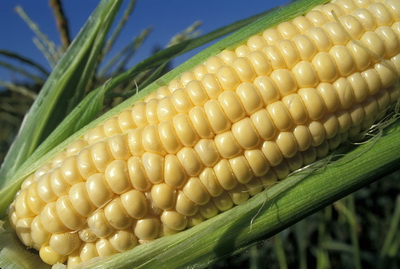 Legume modificate genetic, autorizate de Comisia Europeana
