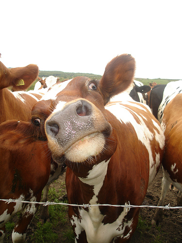 Lapte uman produs de vaci modificate genetic. Englezii sunt revoltati