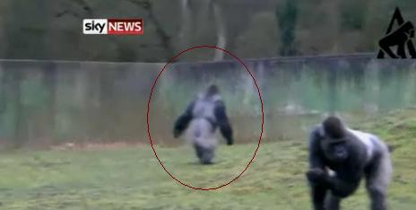 Gorila care merge ca un om. E viral pe net. Video
