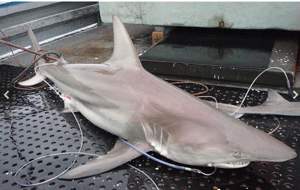Specia pe care nimeni n-a mai vazut-o. Primii rechini hibrid, descoperiti in apele Australiei. FOTO