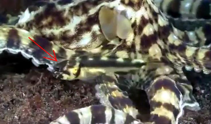 VIDEO. Lupta pentru supravietuire: pestisorul care imita o caracatita, care imita un peste