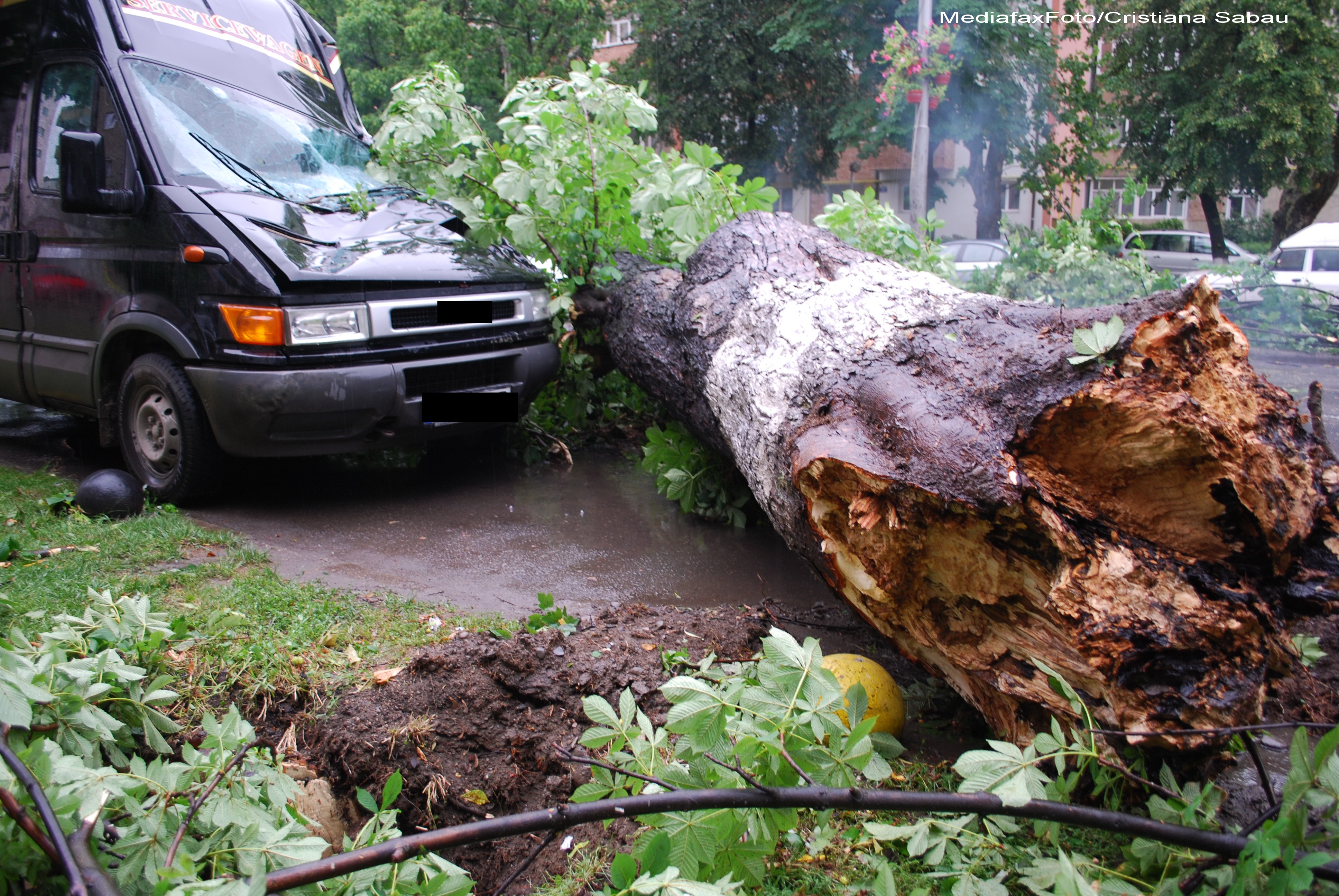 Furtunile din sudul tarii au facut ravagii: copaci cazuti, localitati fara curent, iar un om a murit