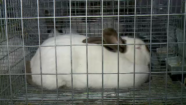 Romania va avea prima sa rasa de iepuri omologata la nivel international: 