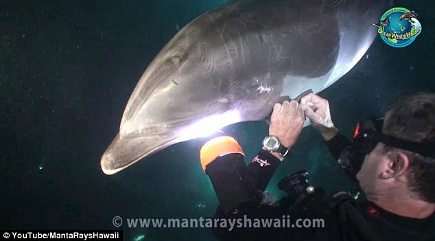 Imagini emotionante cu un delfin, in Hawaii. 