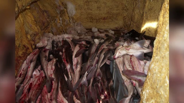 Macel in Marea Neagra: sute de kg de rechin si calcan, descoperite pe un pescador. Unde urma sa ajunga marfa de contrabanda