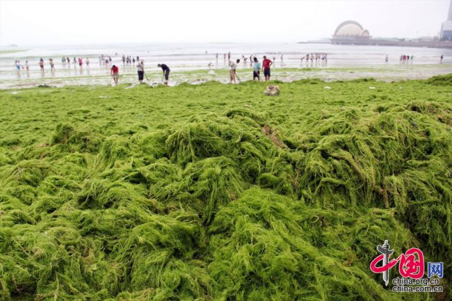 Poluarea din China a atins cote alarmante. Cum arata o zi pe o plaja plina cu alge moarte si deseuri: FOTO & VIDEO