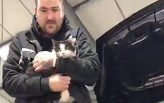 12 ore de chin pentru o pisica: a ramas blocata in teava de esapament a masinii stapanului. Cum a fost salvata. VIDEO