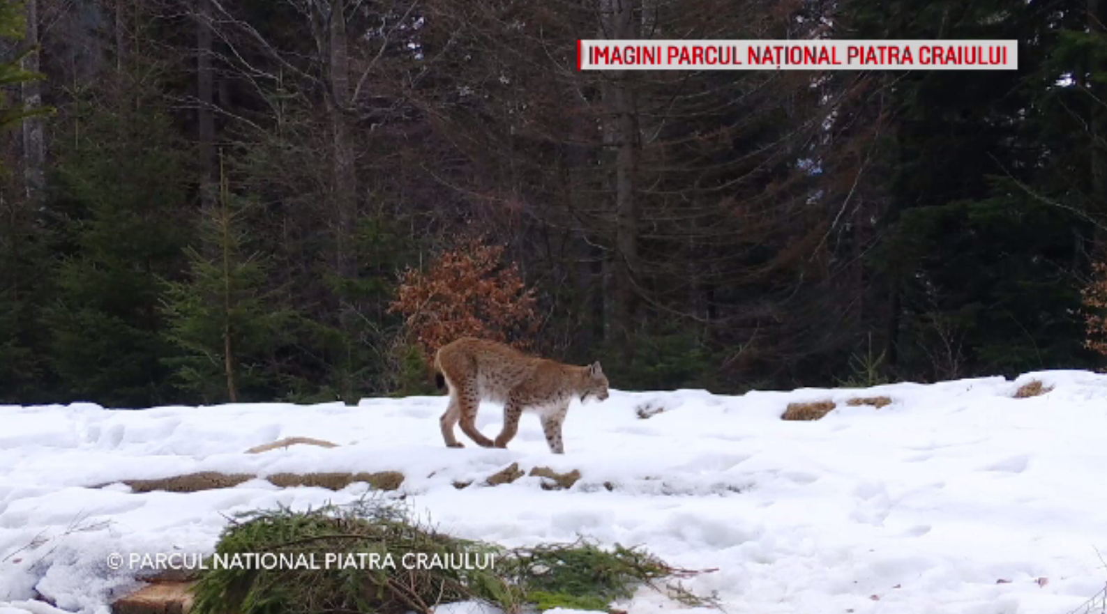 Imagini Rare Cu Un Ras In Parcul Naţional Piatra Craiului Prima