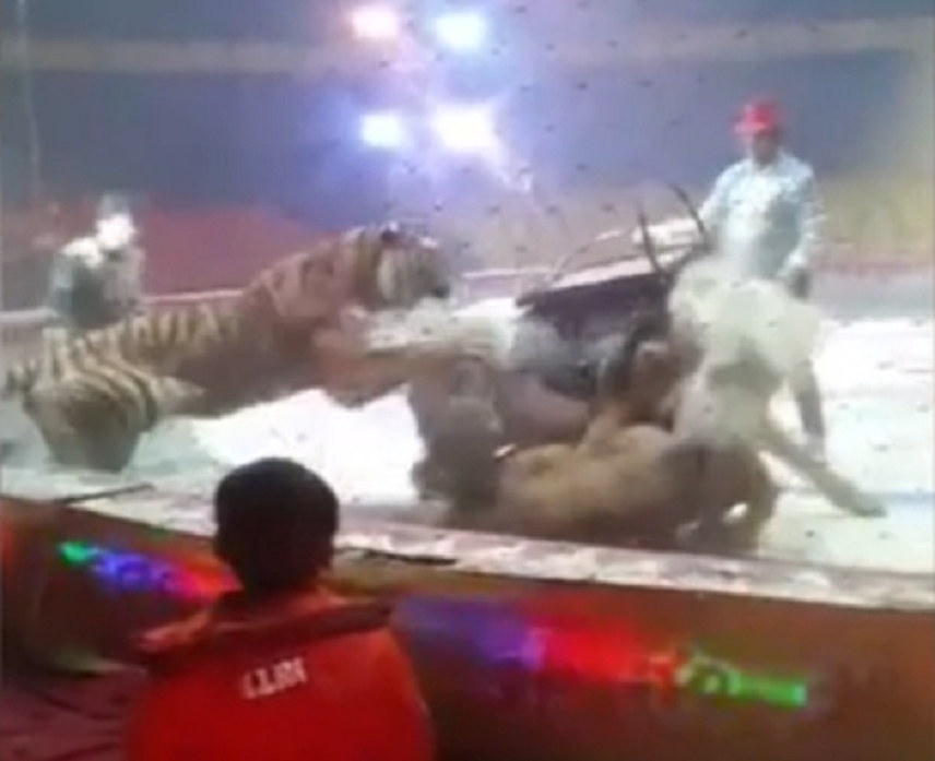 Luptă între un leu, un tigru şi un cal, la un circ din China. VIDEO