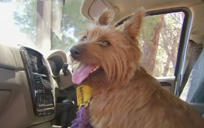 Un câine a călătorit clandestin 1.500 de km într-un camion. Șoferul a promis stăpânilor că îl trimite înapoi