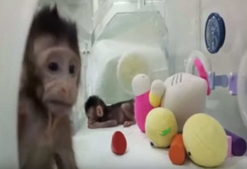 VIDEO. Premieră în lumea științei: Două maimuțe au fost clonate, prin aceeași metodă prin care a fost creată oaia Dolly