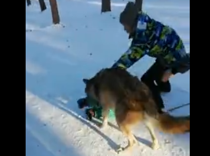Copil atacat de un lup 