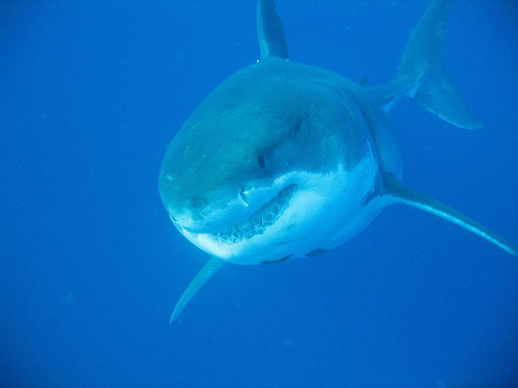 Scafandrii au înotat cu unul dintre cei mai mari rechini albi. Ar putea avea 50 de ani