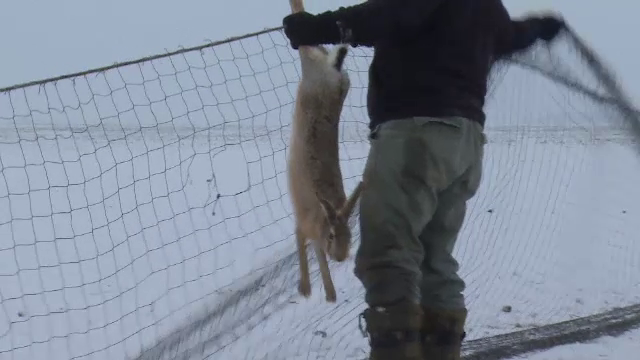 Vânătoare de iepuri, fără arme, în Arad. Cu cât se vând animalele capturate