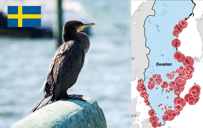 Ambasada Suediei, mesaj cu subînțeles despre cormorani. Precizează și denumirea în latină