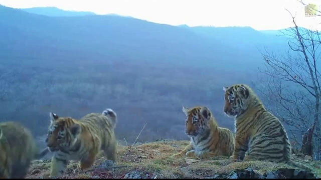Imagini rare cu patru pui de tigru siberian. Cum au fost surprinsi
