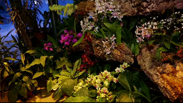 Expoziție spectaculoasă de orhidee în Moscova, deși temperaturile sunt sub zero grade - Imaginea 1