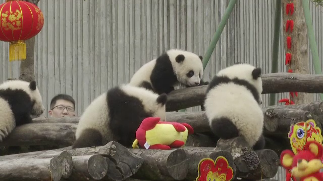 Imagini emoționante. Cum au fost primiți 20 de pui de panda la debutul în fața presei