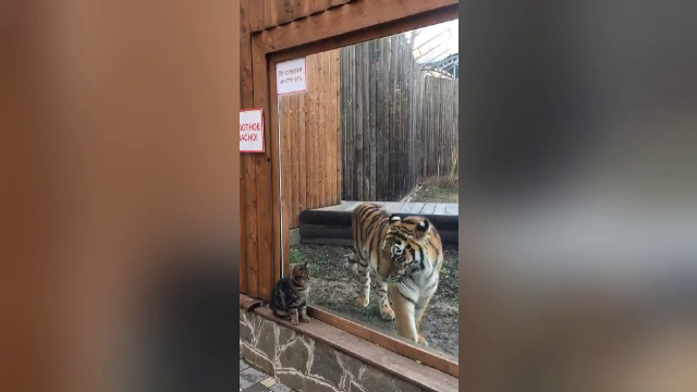 Prietenie neobișnuită între o pisică și un tigru. Cum au fost surprinse animalele