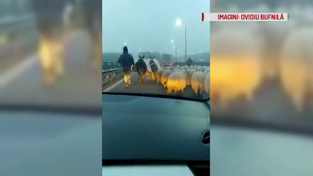 Replica unui cioban certat de șoferi că a intrat cu oile pe autostradă: 