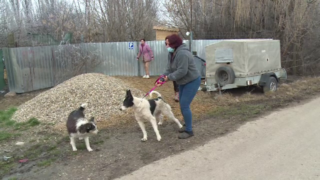 O femeie a găsit trei câini spânzurați, într-un sat din Bihor