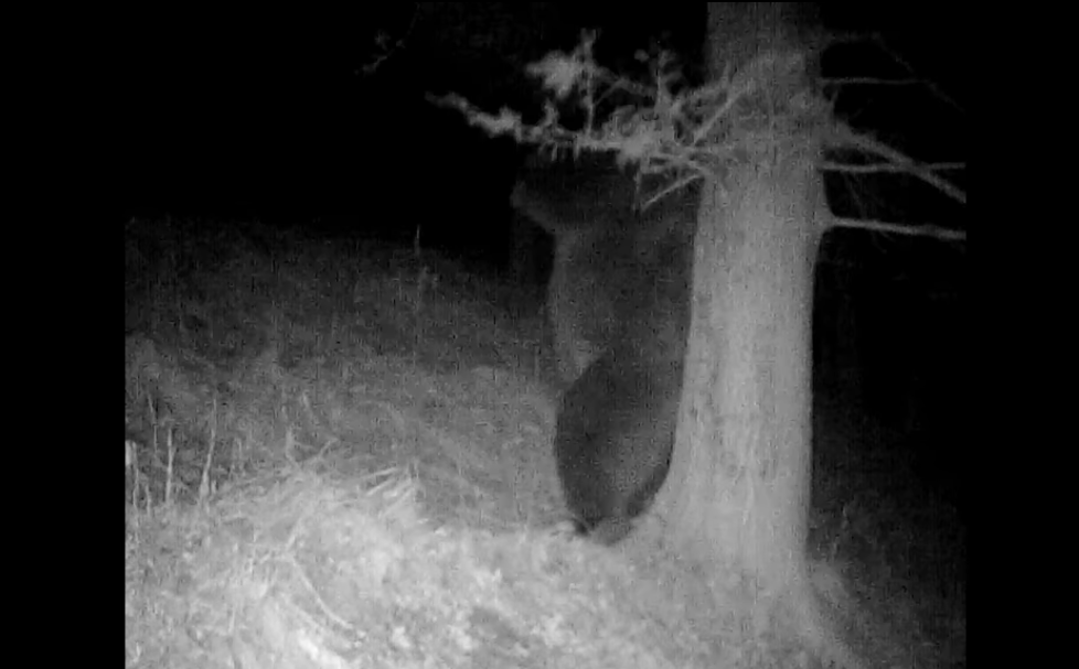 Imagini amuzante cu un urs, surprinse în Parcul Național Retezat. ”Mâncărimea, bat-o vina!”