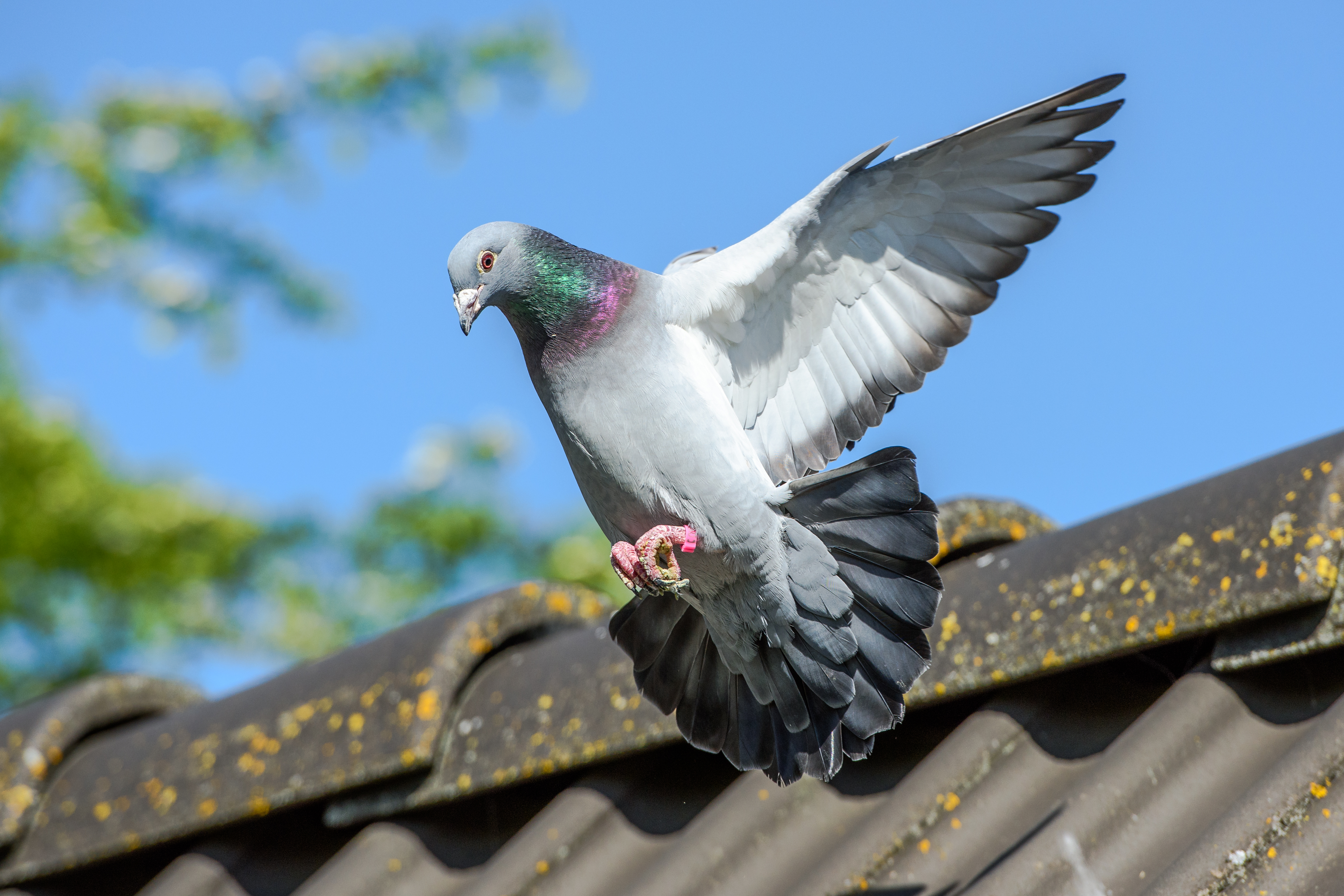 Ce s-a întâmplat cu porumbelul care trebuia să fie eutanasiat, pentru că a „încălcat restricțiile impuse din cauza pandemiei”