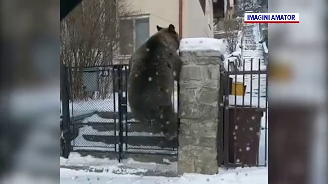 Urși filmați când sar gardul și intră într-o gospodărie din Bușteni