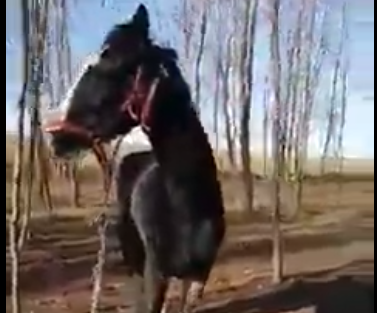 40 de cai legaţi, care par maltrataţi şi slab hrăniţi, au fost filmaţi în Techirghiol