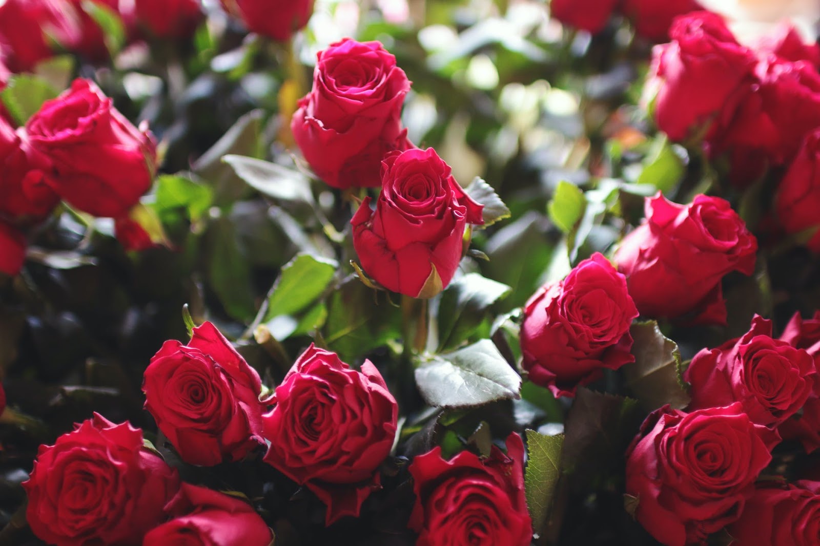 (P) Cum oferi flori de Valentine`s Day?