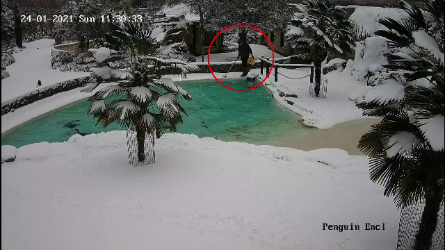 VIDEO. Momentul în care un îngrijitor de la zoo cade în piscina pentru pinguini