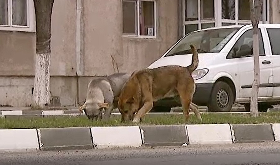 Un bătrân din Reșița a ajuns în stare gravă la spital, după ce a fost atacat de o haită de câini
