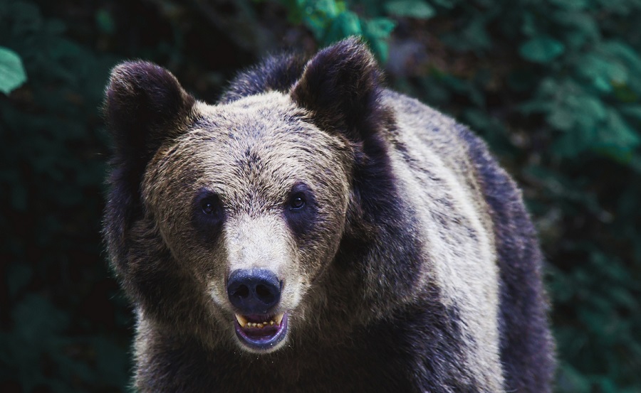 VIDEO. Un urs grizzly a fost filmat în timp ce fura prada unor lupi
