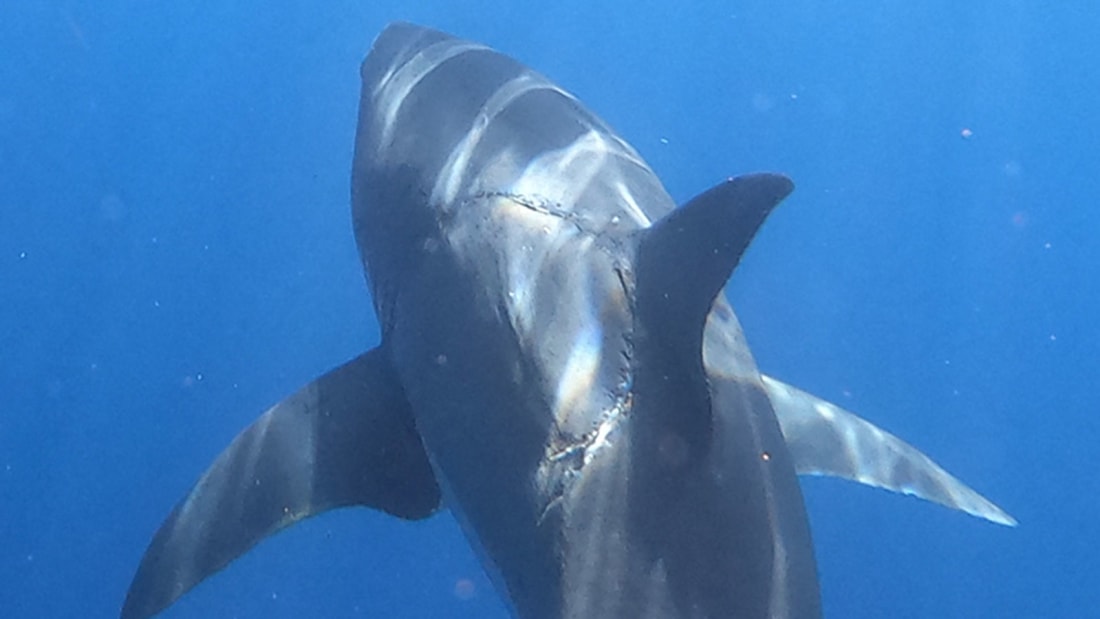 Fotografia incredibilă a unui rechin Marele Alb, care are o cicatrice uriașă de mușcătură, face înconjurul planetei
