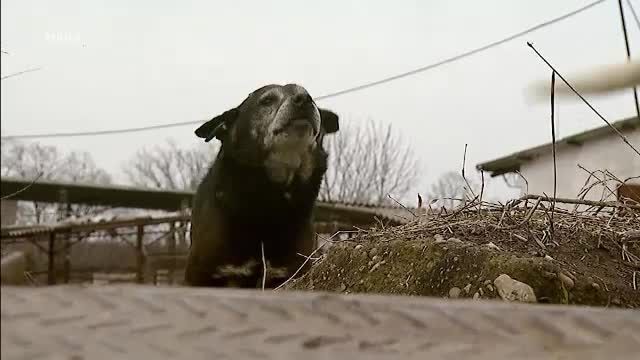 O bătrână și câinele ei au fost atacați de un dulău scăpat dintr-o curte. Femeia a fost transportată la spital