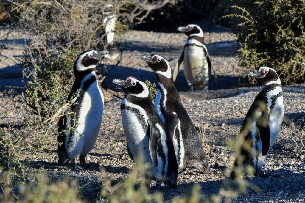 Studiu: Sute de pinguini au murit în 2019, din cauza valului neobișnuit de căldură