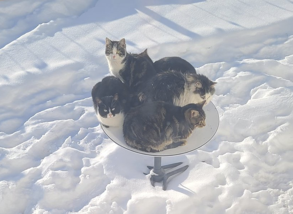 Cum folosesc pisicile din SUA antenele de satelit ale lui Musk pentru a se încălzi iarna