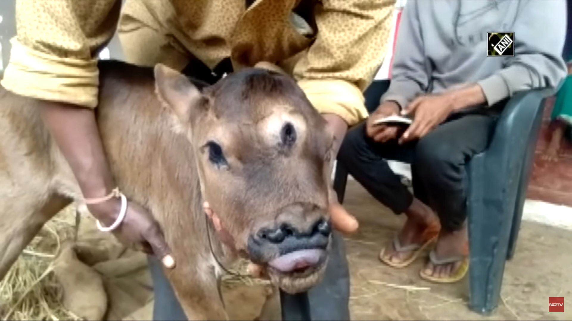 VIDEO. Un vițel cu 3 ochi și 4 nări s-a născut în India. Localnicii cred că este Zeul Shiva