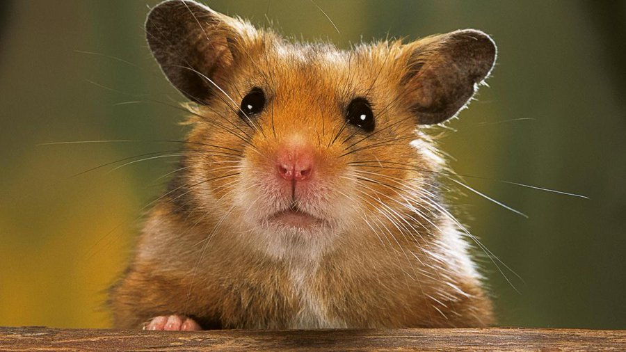 Studiu: Hamsterii pot transmite Covid-19 oamenilor
