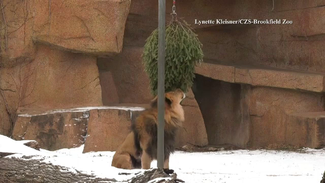 Festin din brazii de Crăciun pentru animalele de la zoo. Ce au făcut leii cu ei