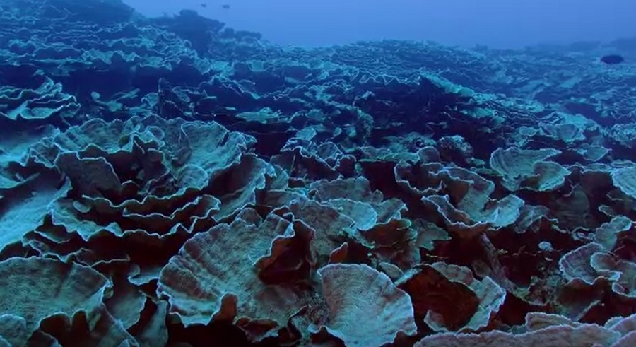 Un recif de corali uriaș, în formă de trandafir, descoperit la 30 de metri adâncime în largul insulei Tahiti