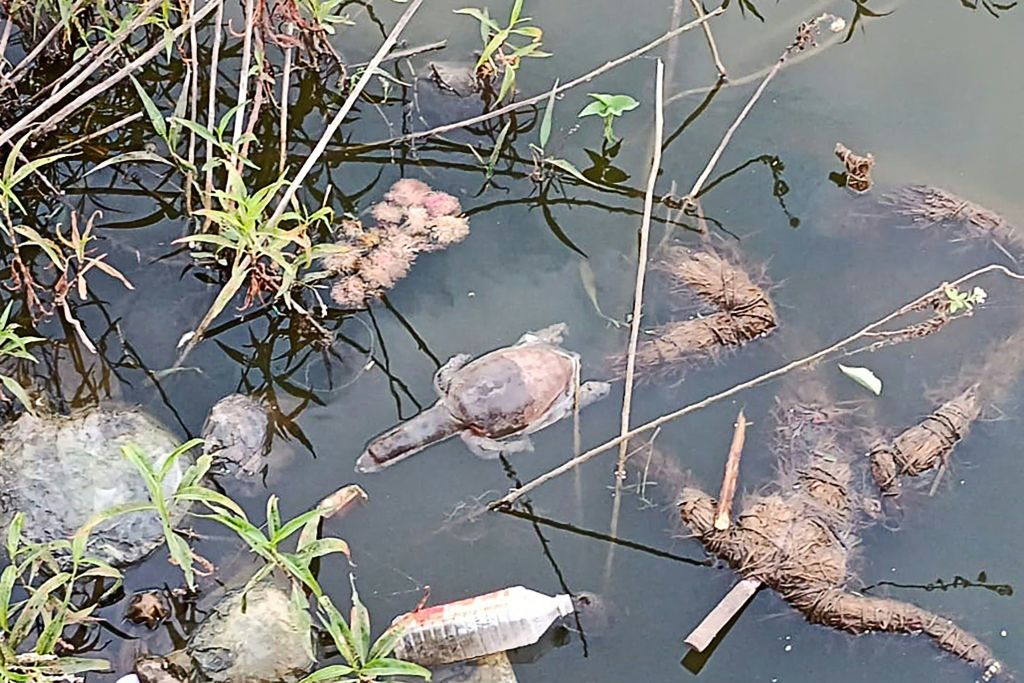 Zeci de ţestoase au murit într-un lac de lângă Mumbai. Cel mai probabil au fost otrăvite intenționat